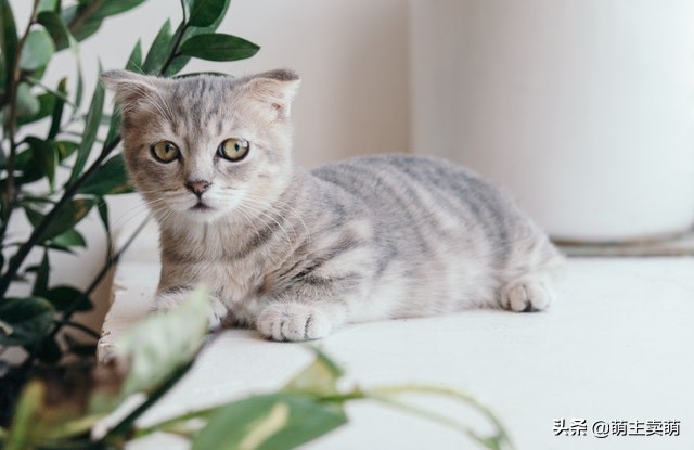 小猫咕咕咕一直叫是什么原因,离开猫妈妈的小猫崽一直叫怎么办