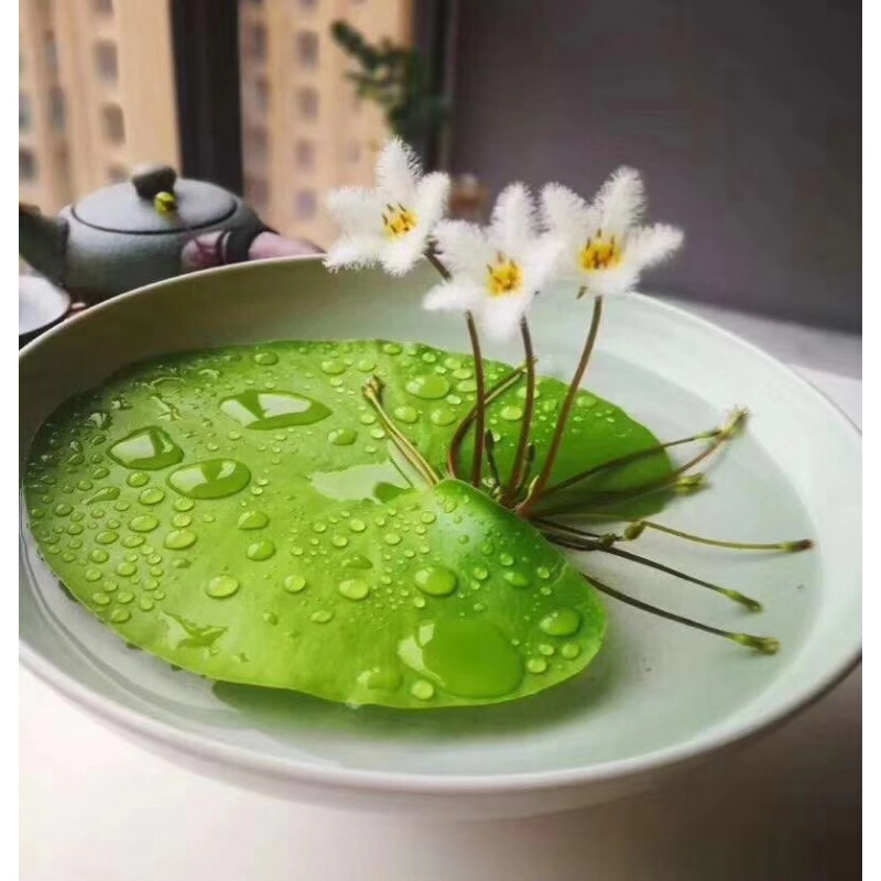 人养花一时养人一生,人养花同时花也养人