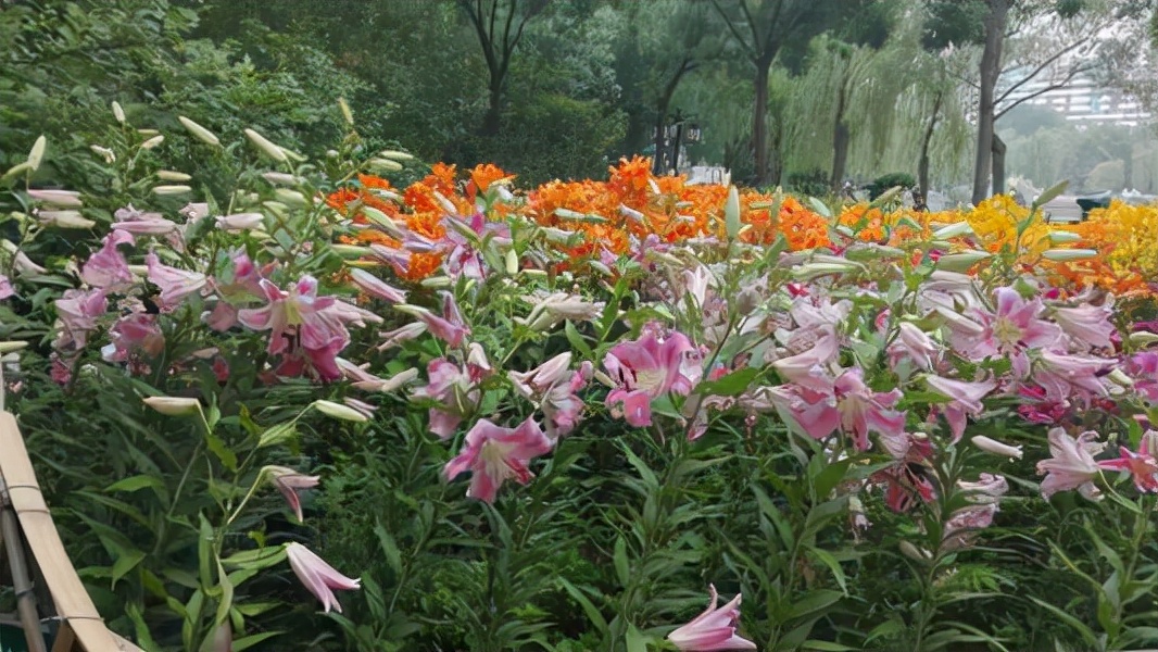百合花枝不开花怎么回事,百合花是在几点开花和几月开花