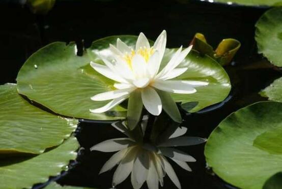 睡莲只有根茎的睡莲水培养殖方法,睡莲养殖方法水培需要晒太阳吗