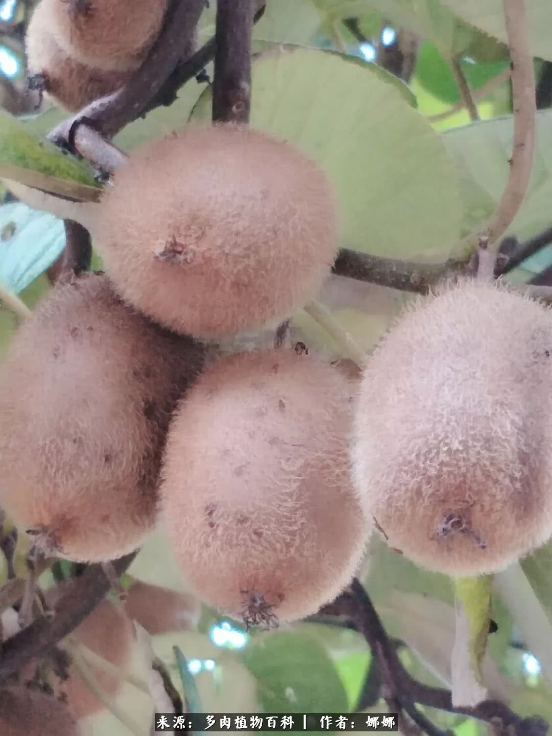 篱笆花开情常在，守你一生不变！