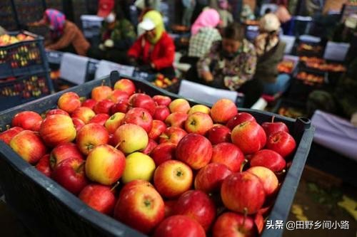 苹果种植技术哪里最好视频,苹果种植技术施肥讲解