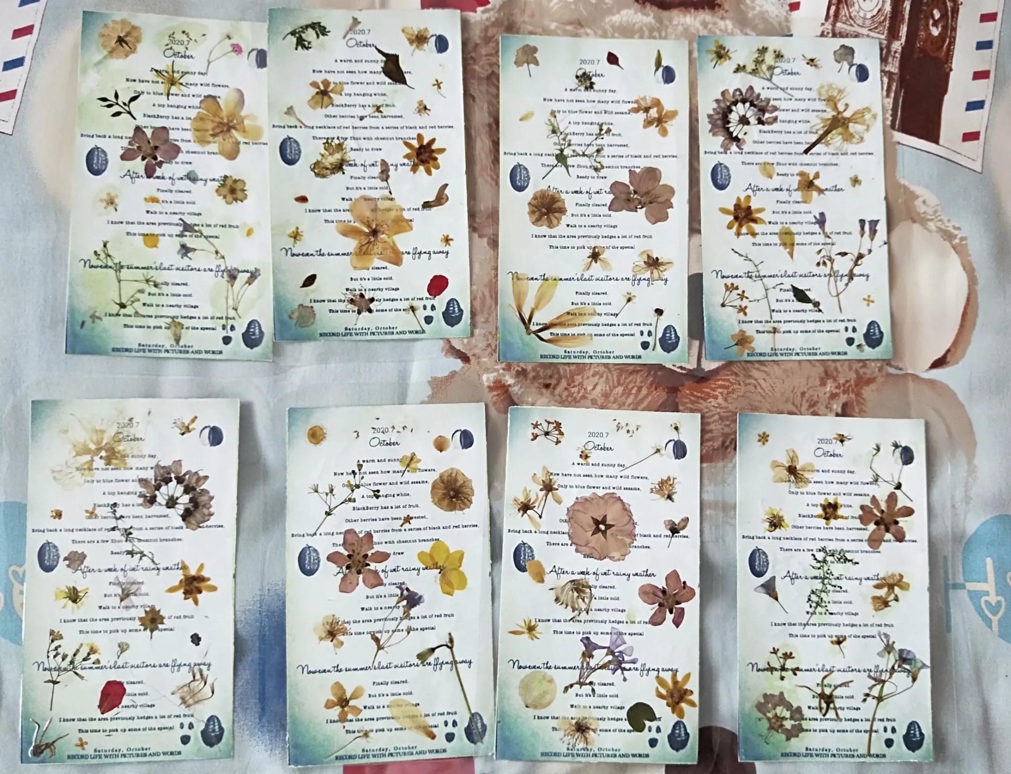 植物标本创意手工作品制作视频,植物标本手工创意