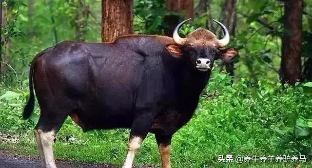 适合生产雪花牛肉的中国牛品种,夏洛莱和黑白花牛杂交是啥品种