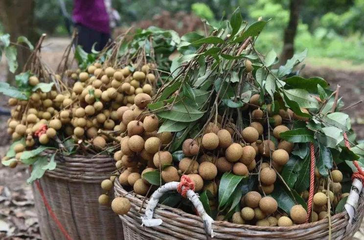 孕妈为什么不能吃桂圆呢,桂圆孕妈妈为什么不能吃
