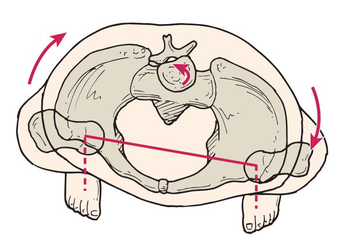 骨盆旋转训练动作,改善骨盆回旋纠正体态
