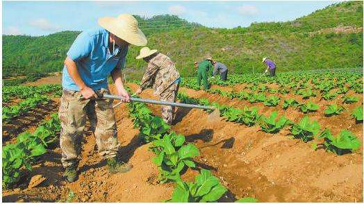 生产队种烟,生产队时代农民