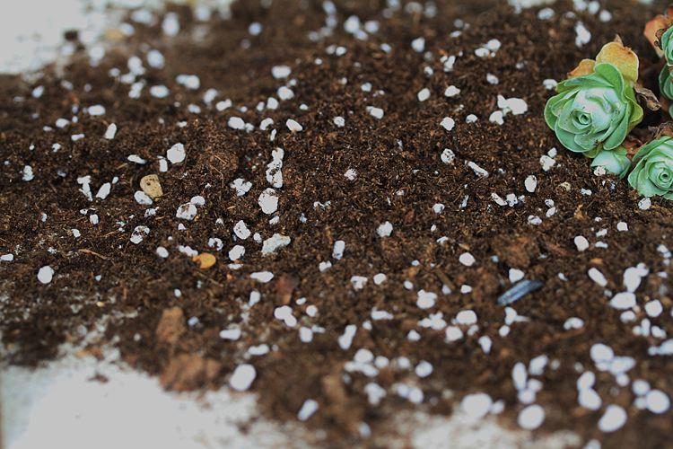 养花先养根养人先养脚,养花前先养土