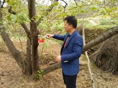 樱桃果蝇危害,樱桃果蝇怎么防治最有效