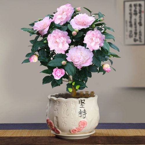 十月养什么盆栽最好,十月养这6种花建议穷养