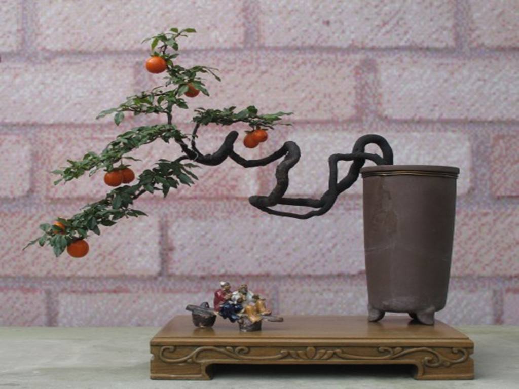 金弹子盆景正宗的做法,金弹子盆景有几个基本造型