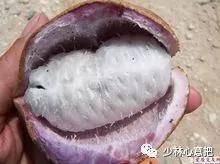 中药药材大全及功效,补肾中药大全及功效