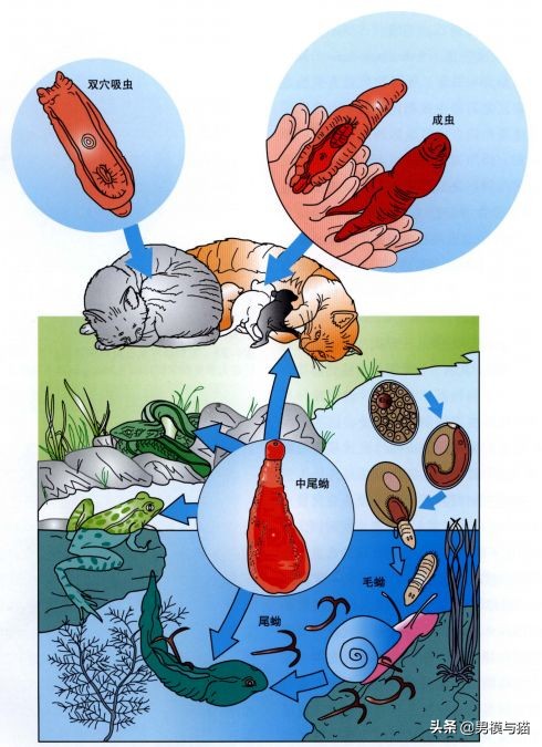 猫咪驱虫多久驱一次,新手驱虫猫