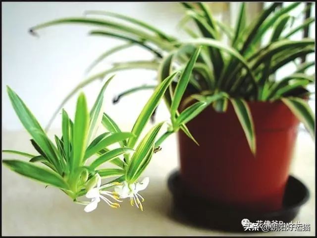 你见过如此珍贵的兰花吗,带你了解兰花