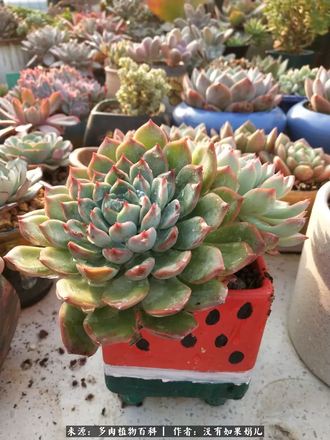 明人不说暗话，我为多肉而来！