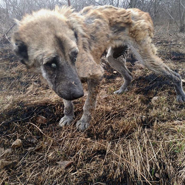 无良的犬舍,无良狗舍金毛是怎么培育出来的