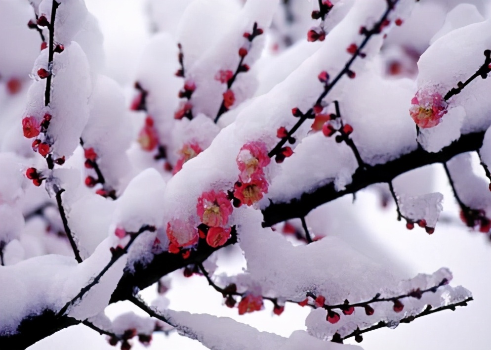 怎么才能提升抗寒能力,冬天怎么提高抗冻能力