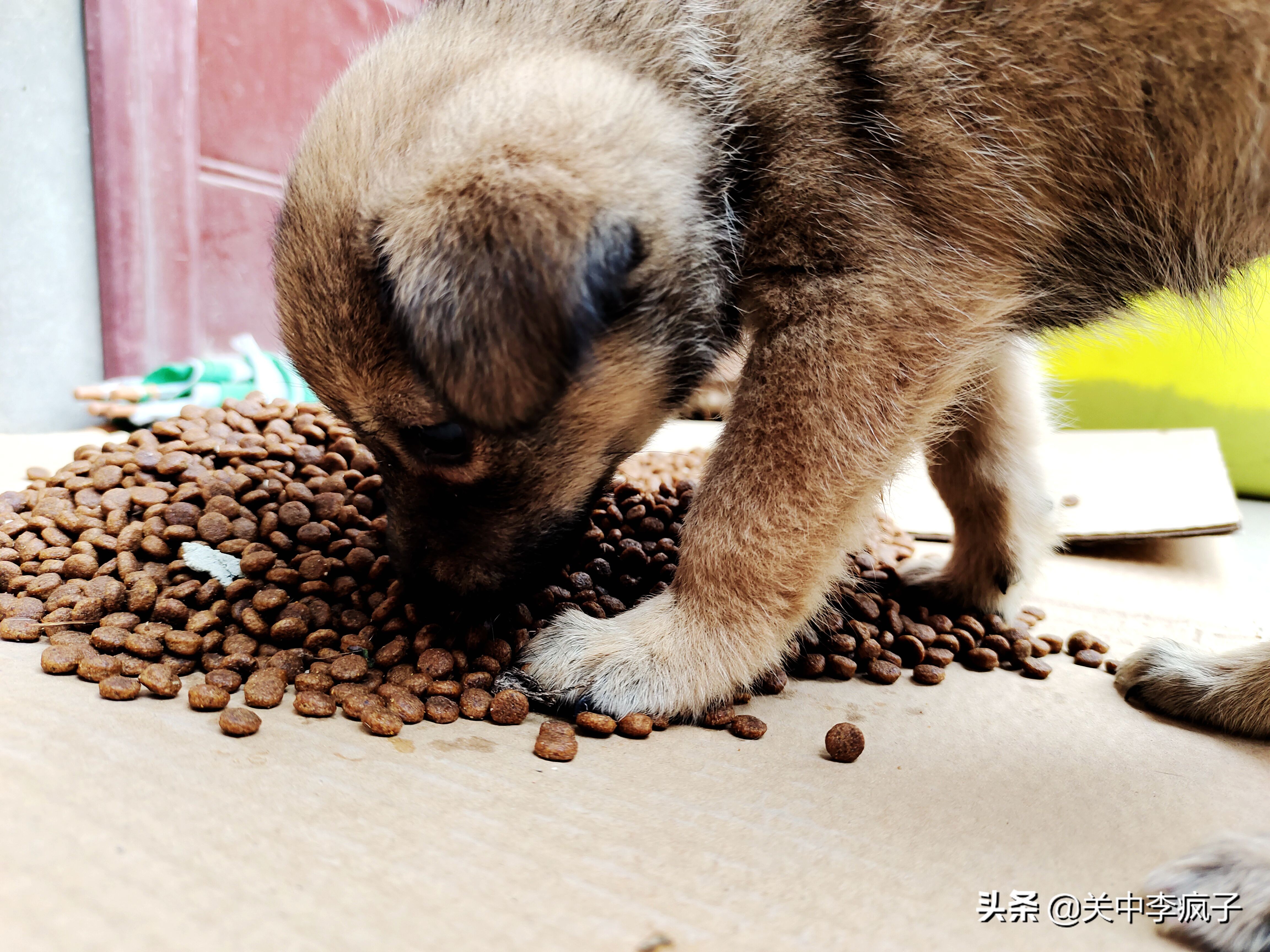 春天来了,这只叫青皮的旺财也来了