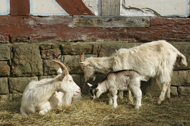 山羊的技能和技巧,山羊饲养技巧和方法