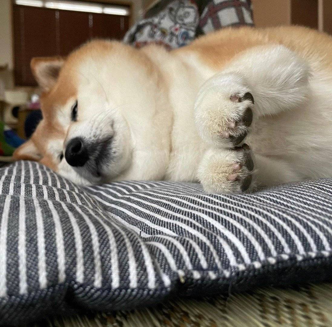 柴犬价格不同有什么区别,柴犬价格为什么差别很大