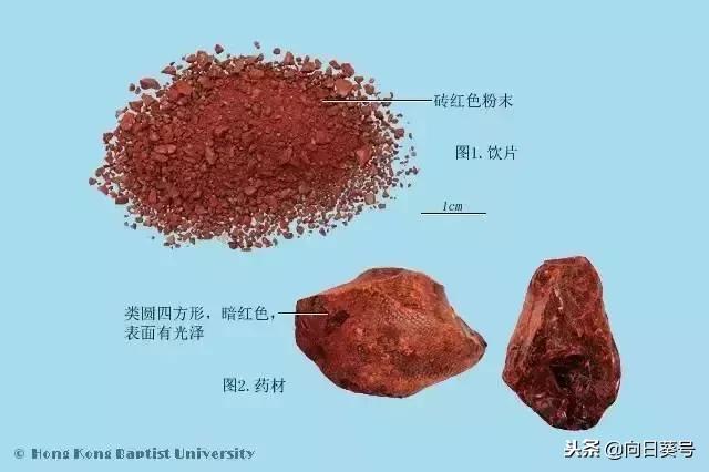 每日一药全部视频,每日一药当归