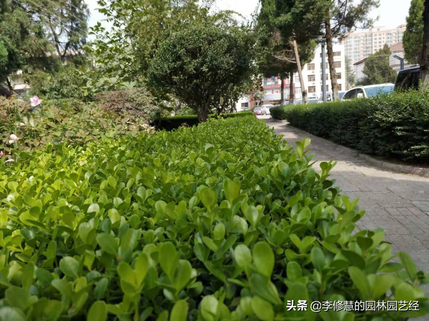 夏季小灌木移栽养护,灌木移栽时需要剪掉根部