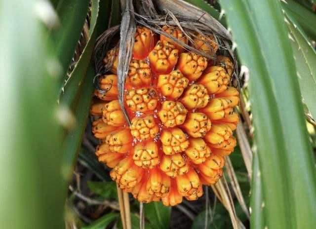 新鲜野生假菠萝,海南假菠萝的正确吃法