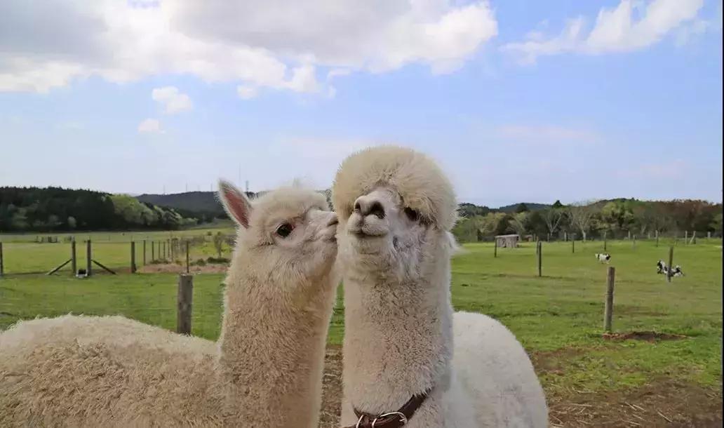 日本农场营收10亿经营秘诀,日本妈妈牧场怎么运营