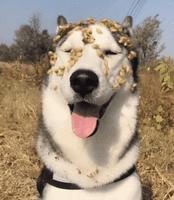 最容易被忽视的病：狗狗昏睡无力可能不是感冒，而是有了寄生虫！