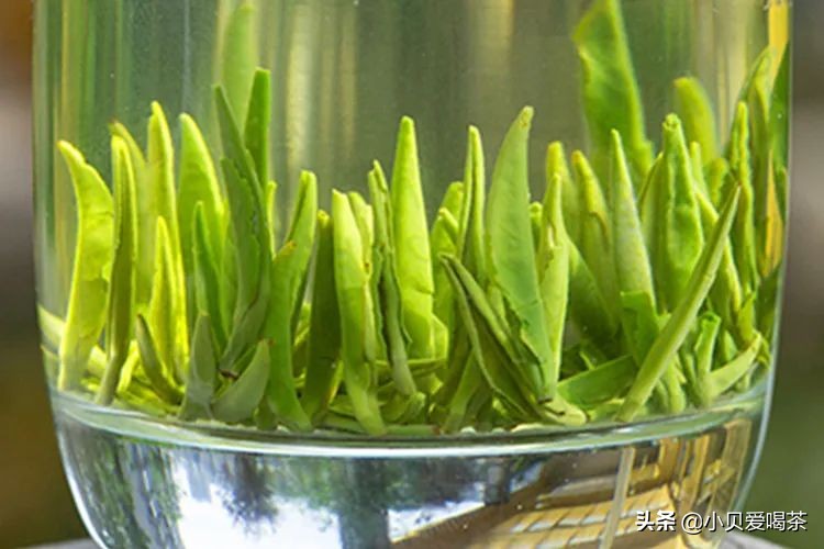 茶毫多的茶叶等级比较高,茶叶茶毫多与茶毫少的区别是什么