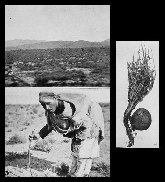 被嫌弃的松子的一生中国翻拍,被嫌弃的松子的一生中国版