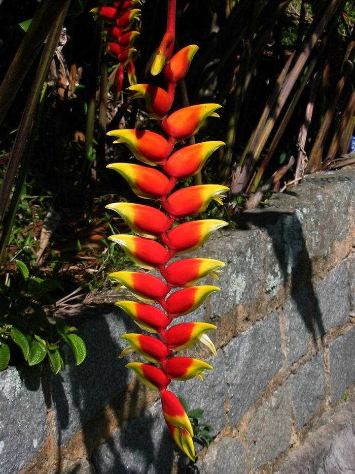 100种常见花卉图谱，收藏起来慢慢看，从此识花不求人