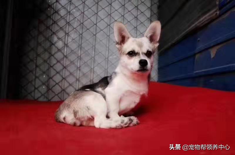 除夕，身上恶臭的萨摩耶在家门口流浪：为什么要抛弃我？