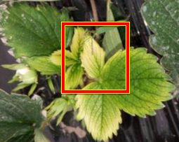 草莓炭疽病与根腐病是什么引起的,安徽草莓炭疽病零星发病怎么办