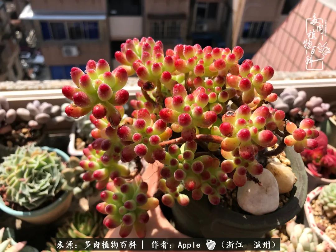 多肉成长记观察记录怎么写,多肉成长记录观察展板