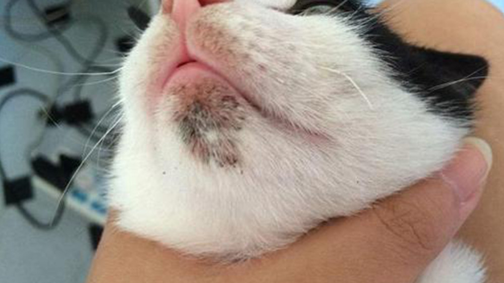 猫咪黑下巴会传染给别的猫吗,猫咪黑下巴是什么原因引起