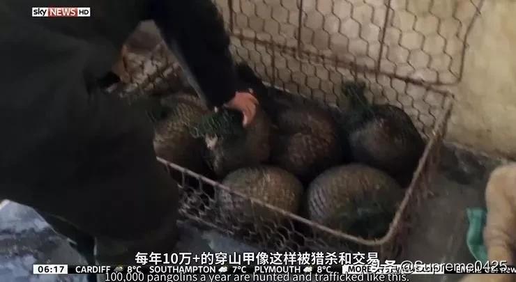 吃野生穿山甲的后果,吃了穿山甲会有什么法律后果