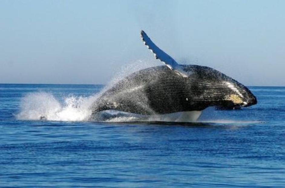 进化论错了,进化论图片被删了