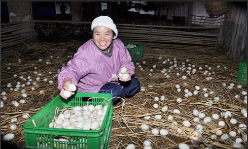 蛋鸭产蛋夜间管理技术要点,蛋鸭夜间管理技术视频