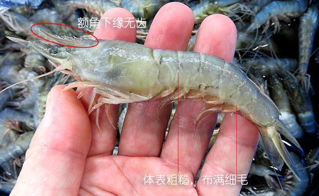 虾说,这是一篇让你不仅会吃,还会认……一文解决“虾”认识