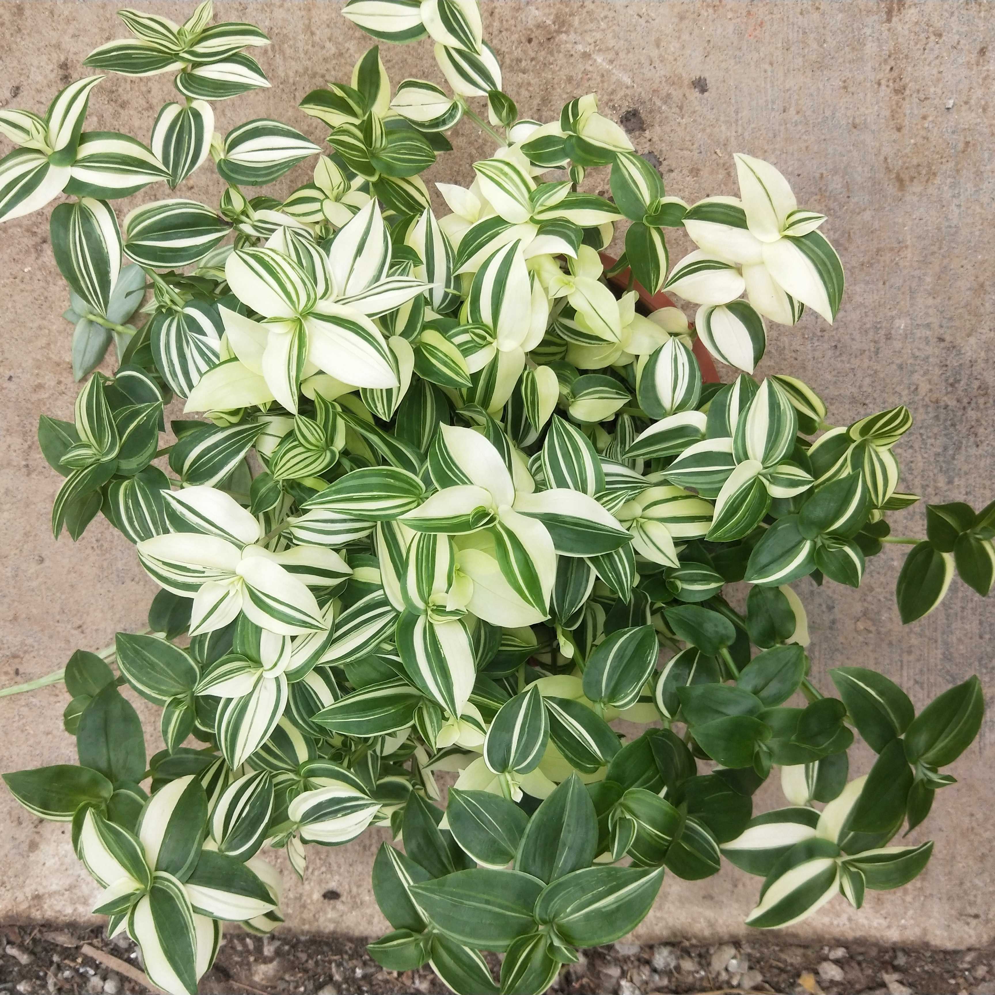 吊兰花卉的种类图片及名称,好看的吊兰植物图片及名称