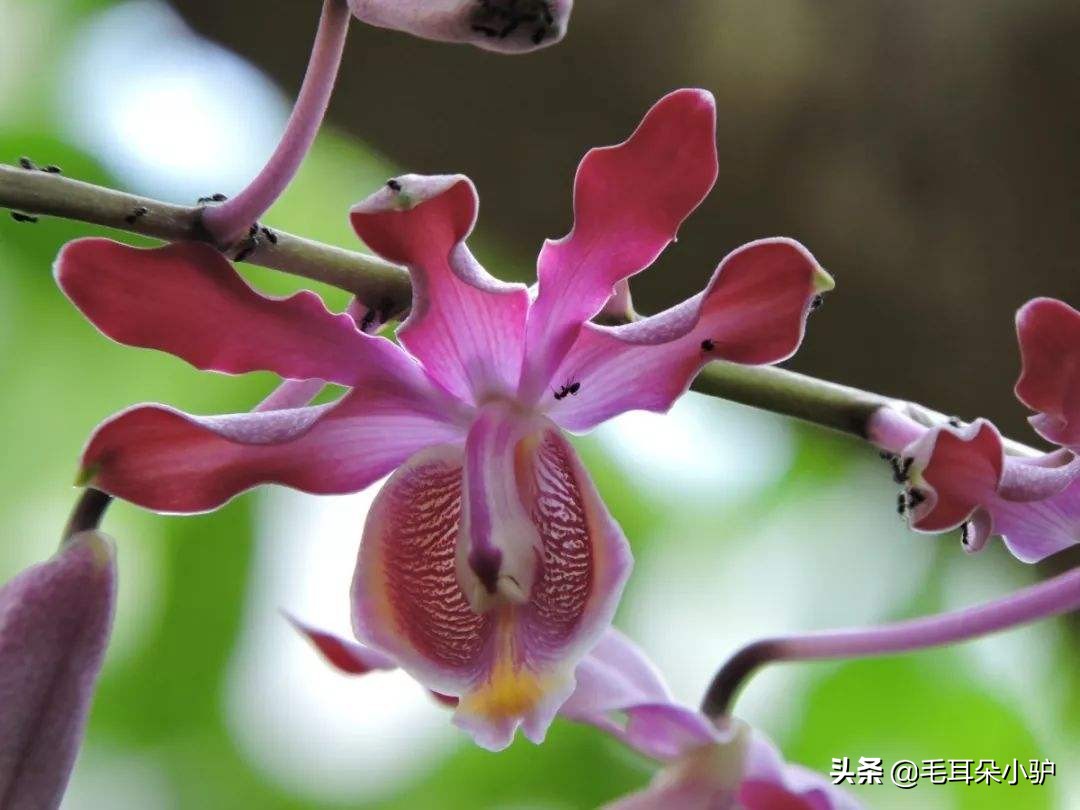 世界各国的国花是什么,各个国家的国花和寓意介绍