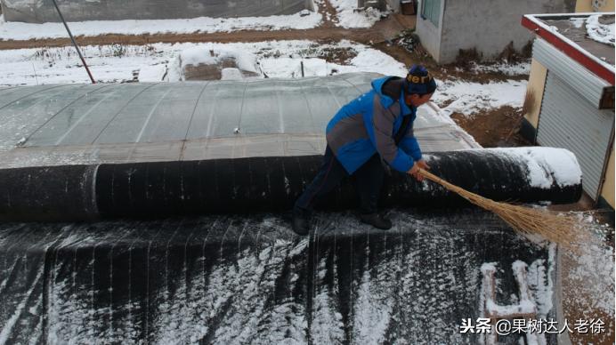大棚桃树花期可以抹芽,大棚桃种植前景