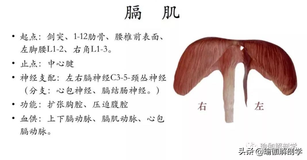 肩颈疼痛不能用力,肩颈疼不能转头怎么办