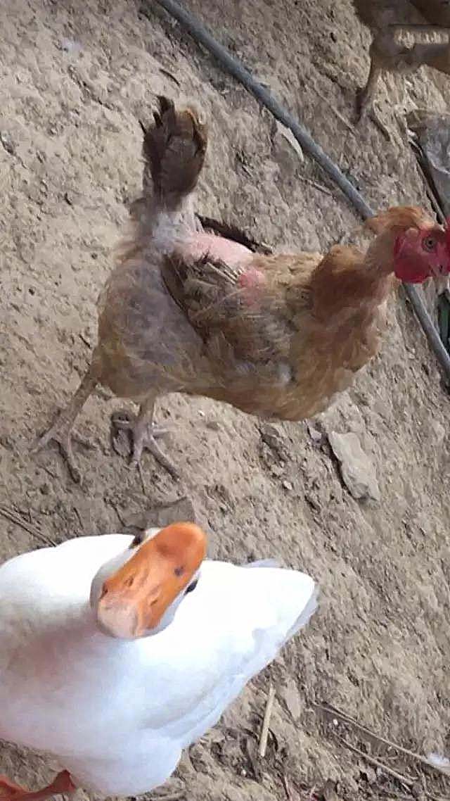 兔子眼睛被鸡啄瞎了,兔子把鸡咬秃了