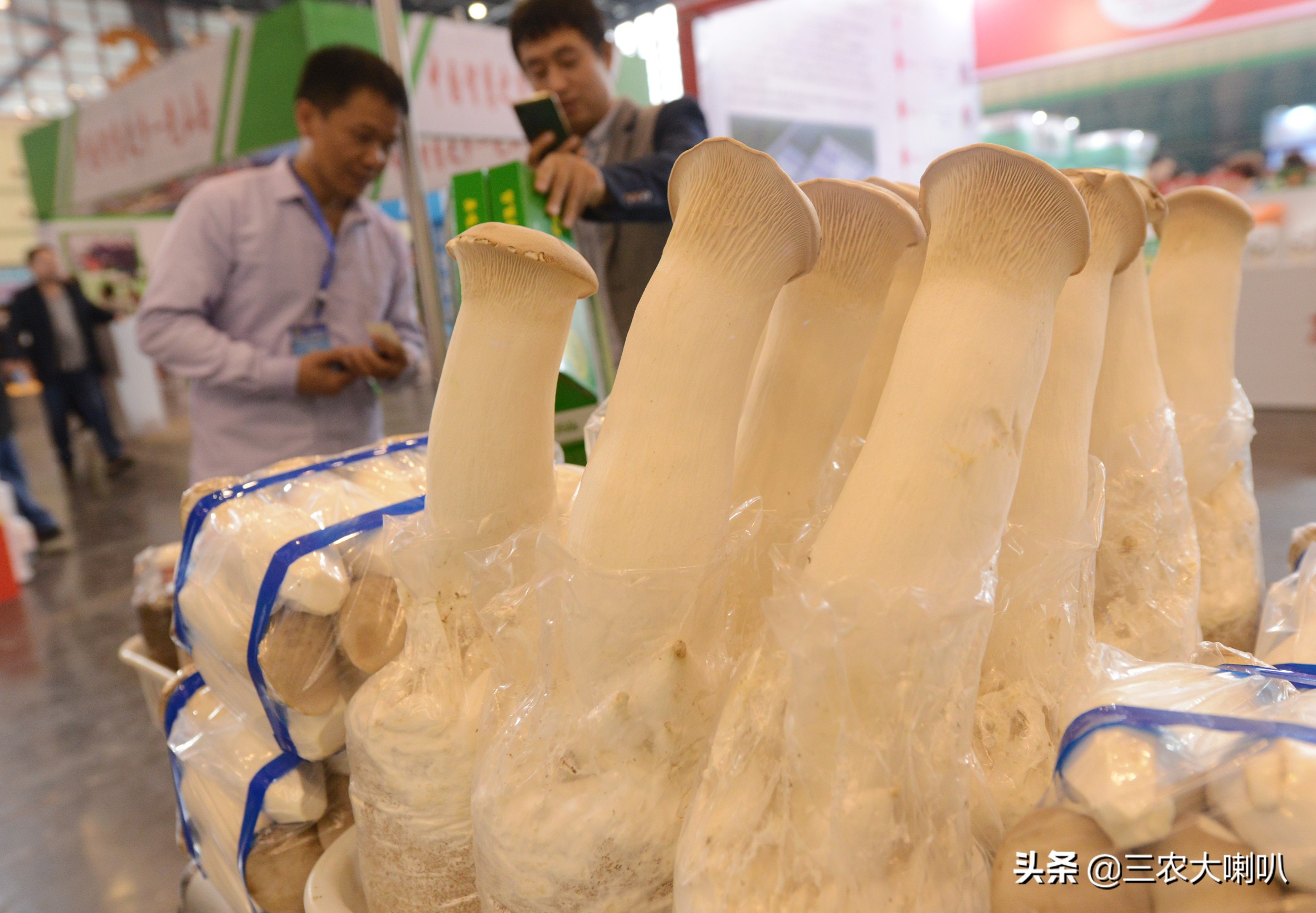 智能种菜机可种哪些植物,苹果盆栽种植