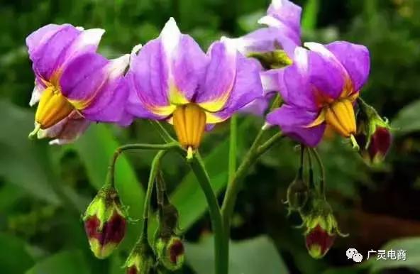 电商走进田间地头,电商扶贫进大山