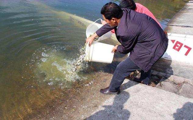 承包千亩水库!投放30万尾小鱼苗,收获季节却满脸愁容,什么情况