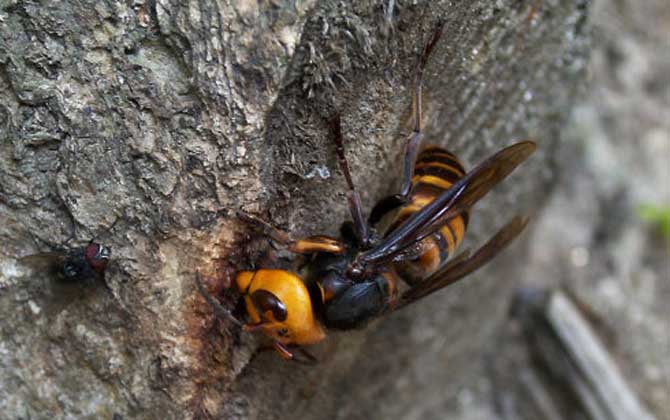 被马蜂蛰伤就医,被马蜂蛰伤休克