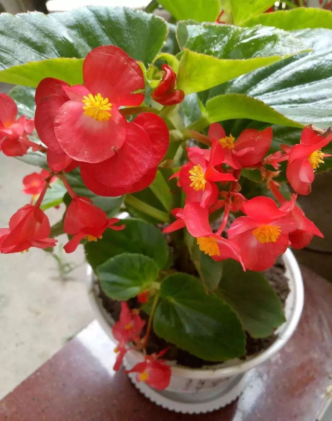 四季海棠浇水过多的挽救方法,四季海棠水浇多了叶子怎样表现